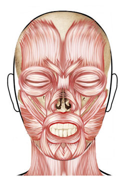 Facial Muscles for Learning Botox Injections at Texas Institute of Dermatology